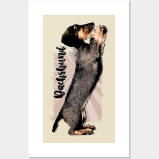 Wirehaired  Dachshund puppy Posters and Art